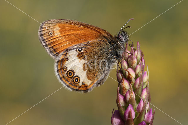 Tweekleurig hooibeestje (Coenonympha arcania)