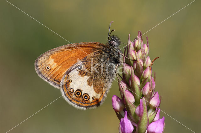 Pearly Heath (Coenonympha arcania)