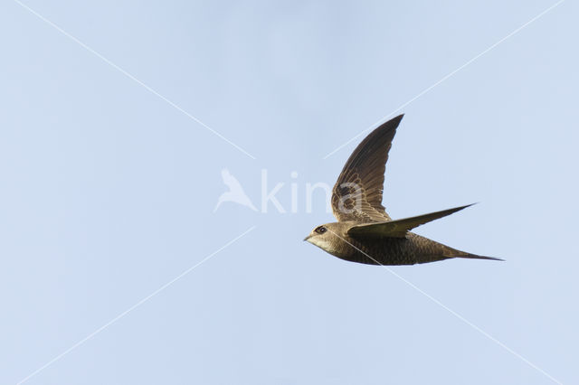 Pallid swift (Apus pallidus)