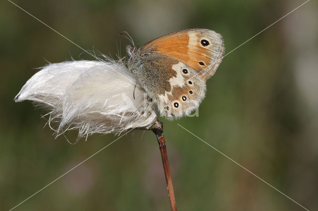 Veenhooibeestje (Coenonympha tullia)