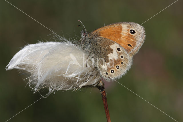 Veenhooibeestje (Coenonympha tullia)