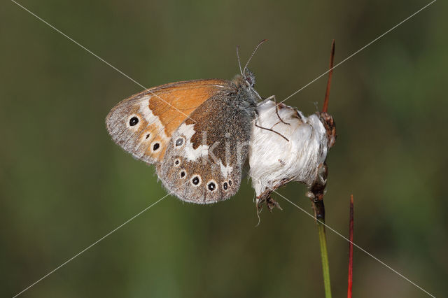 Veenhooibeestje (Coenonympha tullia)