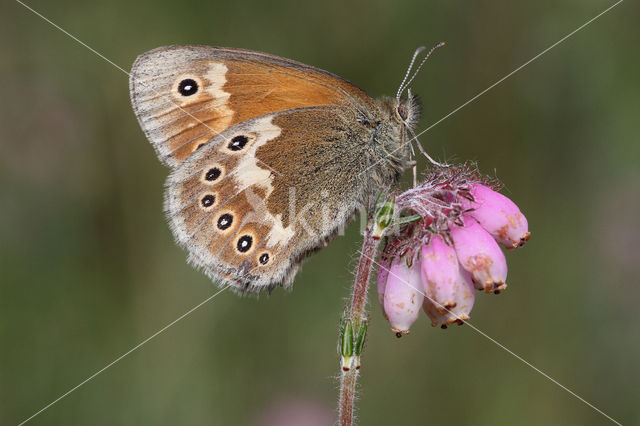 Veenhooibeestje (Coenonympha tullia)