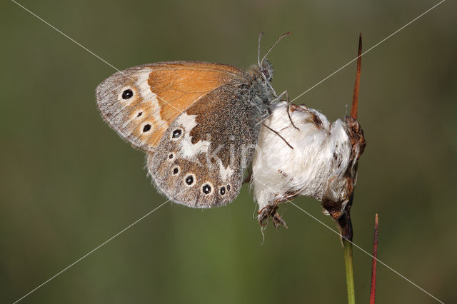 Veenhooibeestje (Coenonympha tullia)