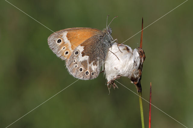 Large Heath (Coenonympha tullia)