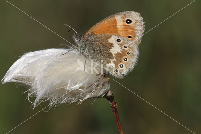 Veenhooibeestje (Coenonympha tullia)