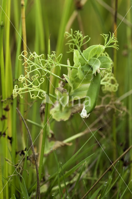 Meadow Vetchling (Lathyrus pratensis)