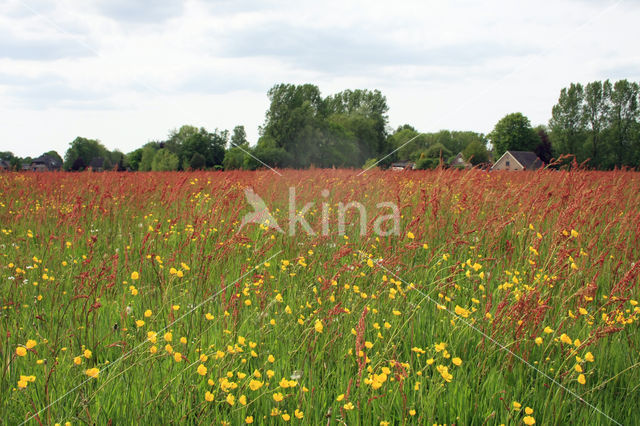 Common Sorrel (Rumex acetosa)