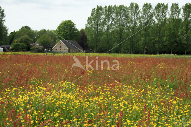 Common Sorrel (Rumex acetosa)