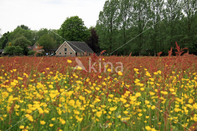 Veldzuring (Rumex acetosa)