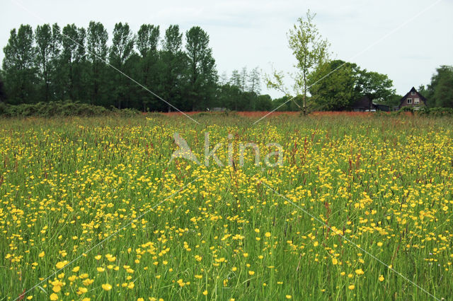 Veldzuring (Rumex acetosa)