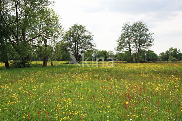 Veldzuring (Rumex acetosa)