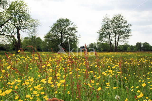 Common Sorrel (Rumex acetosa)