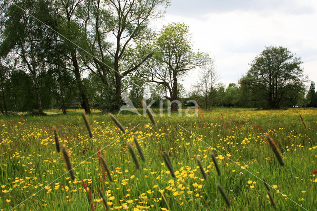 Veldzuring (Rumex acetosa)