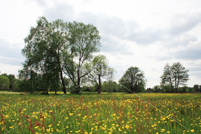 Common Sorrel (Rumex acetosa)