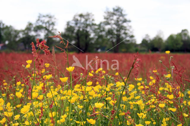 Veldzuring (Rumex acetosa)