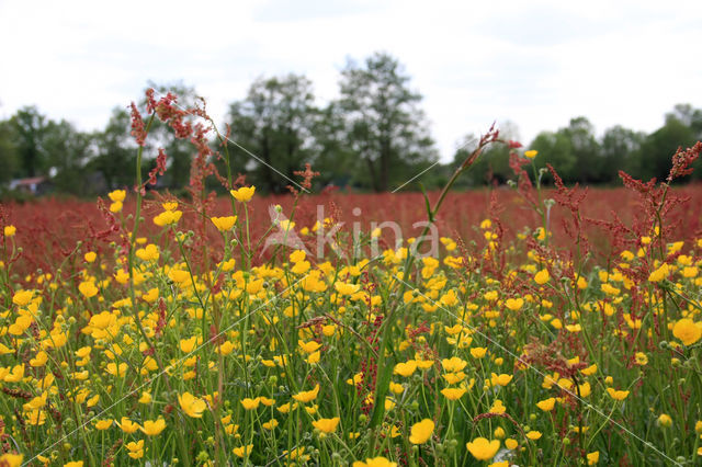 Common Sorrel (Rumex acetosa)