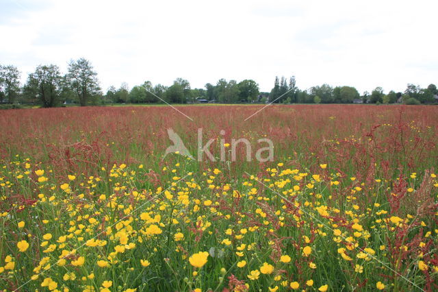 Veldzuring (Rumex acetosa)