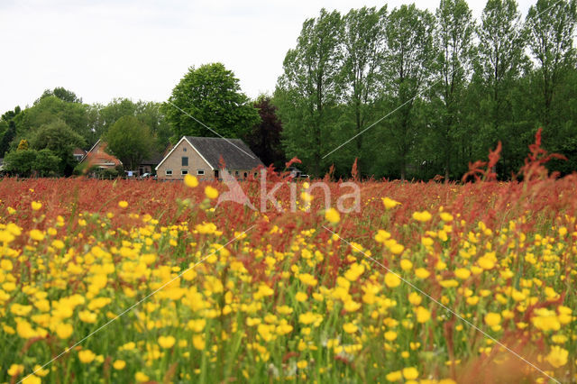 Common Sorrel (Rumex acetosa)