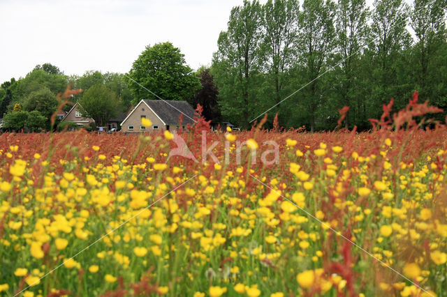 Common Sorrel (Rumex acetosa)