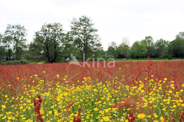 Veldzuring (Rumex acetosa)