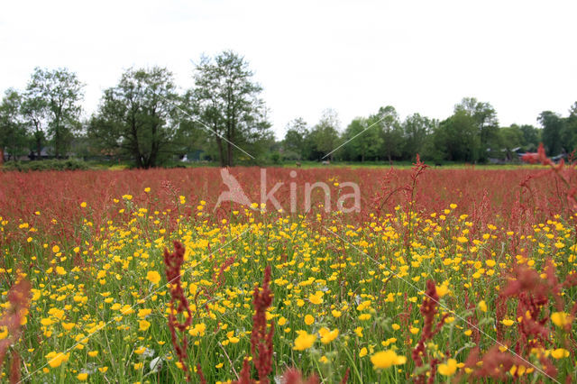 Common Sorrel (Rumex acetosa)