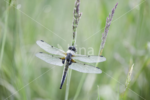 Viervlek (Libellula quadrimaculata)