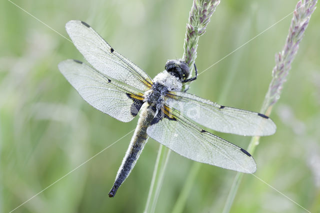 Viervlek (Libellula quadrimaculata)