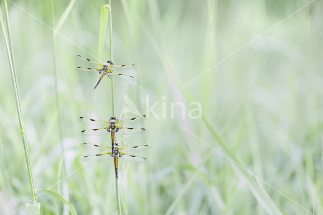 Viervlek (Libellula quadrimaculata)