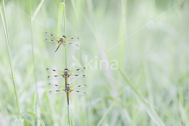 Viervlek (Libellula quadrimaculata)