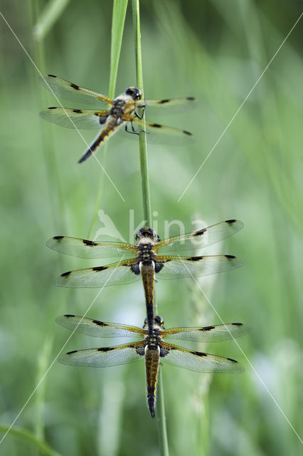 Viervlek (Libellula quadrimaculata)