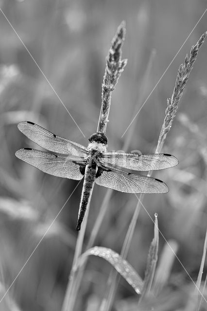 Viervlek (Libellula quadrimaculata)