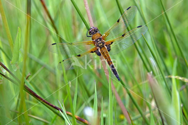 Viervlek (Libellula quadrimaculata)