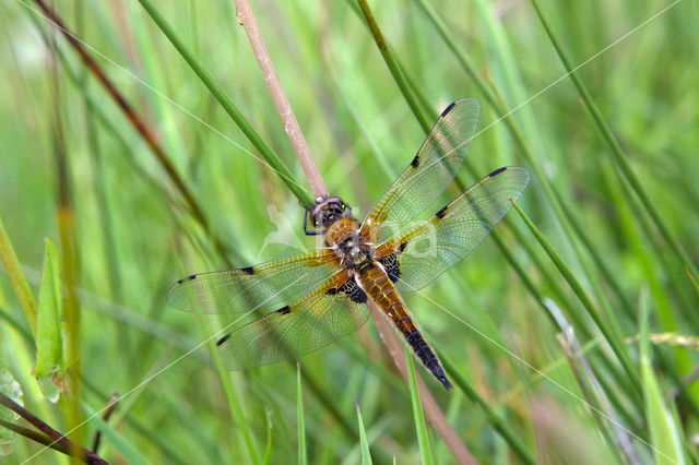 Viervlek (Libellula quadrimaculata)