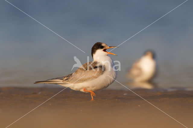 Common Tern (Sterna hirundo)