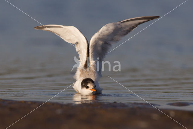 Common Tern (Sterna hirundo)