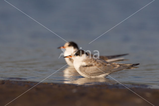 Common Tern (Sterna hirundo)