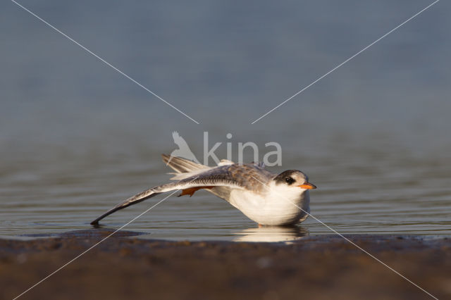 Common Tern (Sterna hirundo)