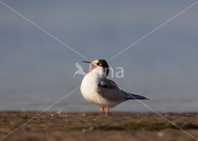 Common Tern (Sterna hirundo)