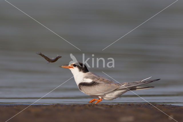 Common Tern (Sterna hirundo)