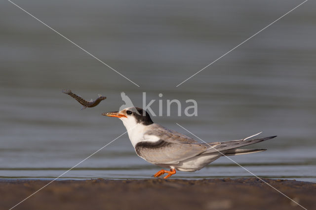 Common Tern (Sterna hirundo)