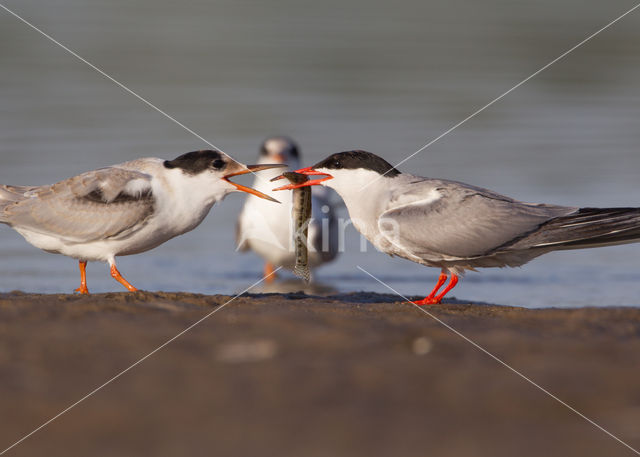 Common Tern (Sterna hirundo)