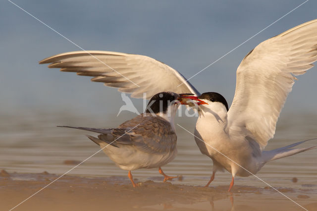 Common Tern (Sterna hirundo)