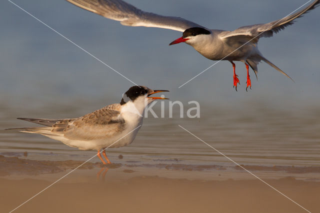 Common Tern (Sterna hirundo)