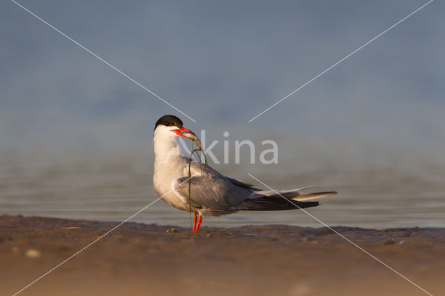 Common Tern (Sterna hirundo)