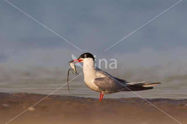 Common Tern (Sterna hirundo)