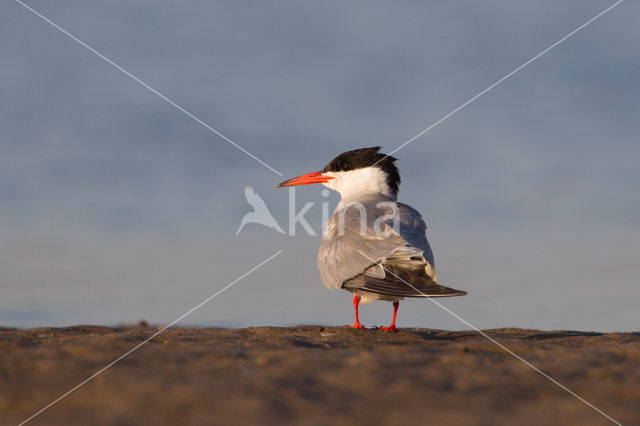 Common Tern (Sterna hirundo)