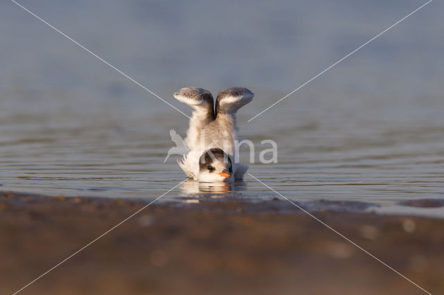 Common Tern (Sterna hirundo)