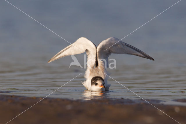 Common Tern (Sterna hirundo)