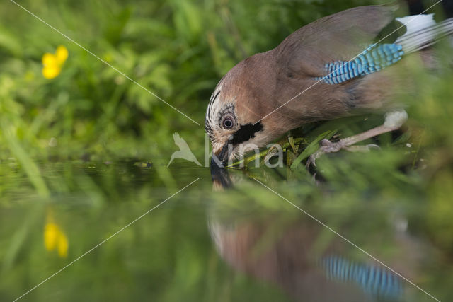 Vlaamse Gaai (Garrulus glandarius)